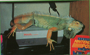 nintendo_iguana