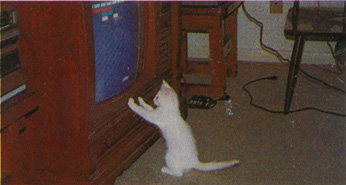 nintendo_kitty nintendo_kitty