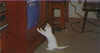 nintendo_kitty