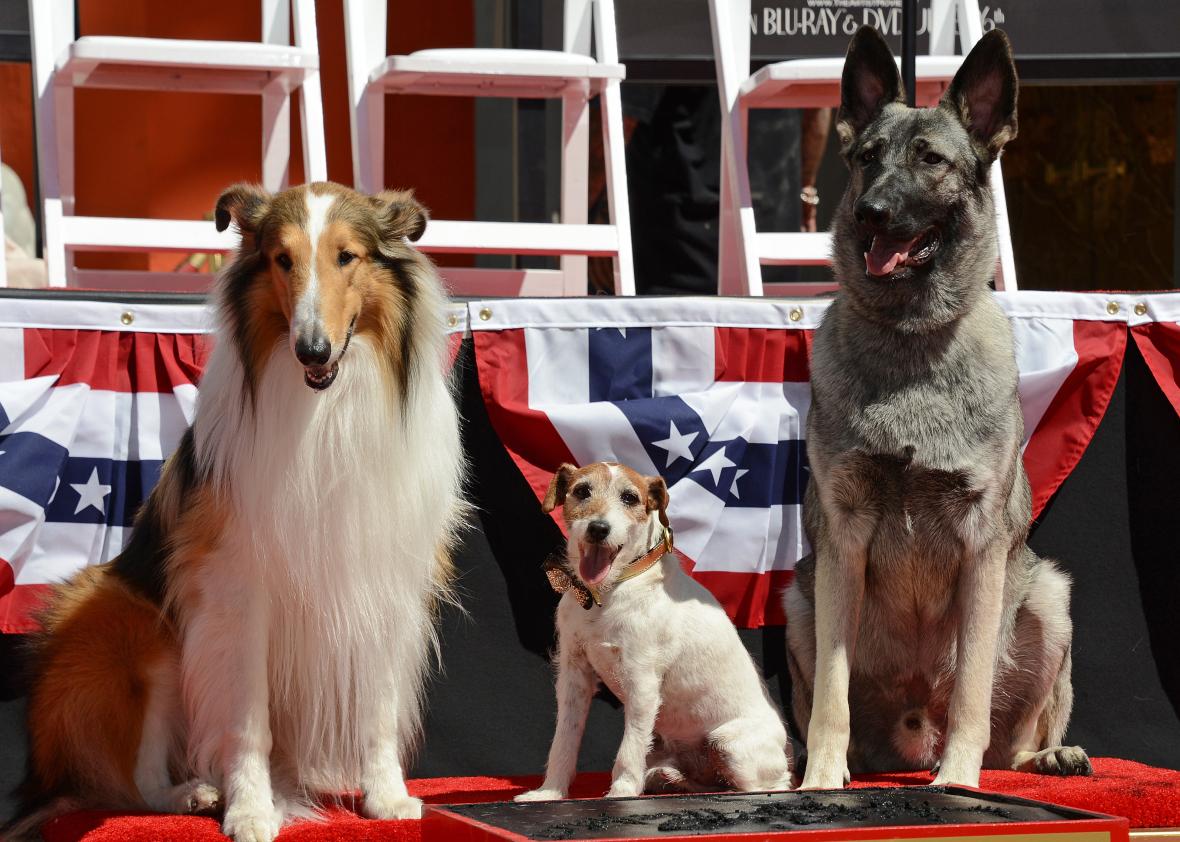 Lassie, Uggie, and Rin Tin Tin are iconic. But who is pop culture&rsquo;s top dog?