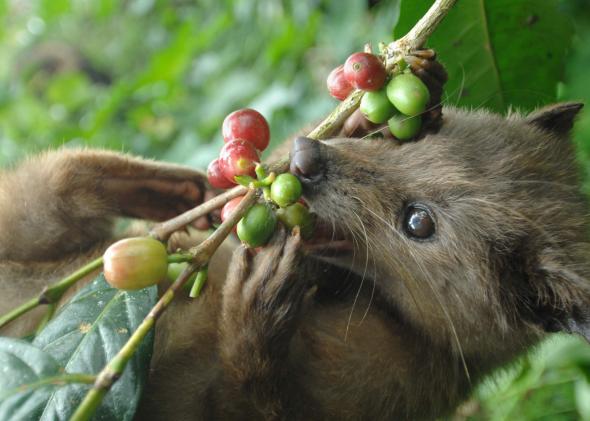103011007-wild-civet-eats-ripe-arabika-coffee-fruits-at-a-coffee 103011007-wild-civet-eats-ripe-arabika-coffee-fruits-at-a-coffee