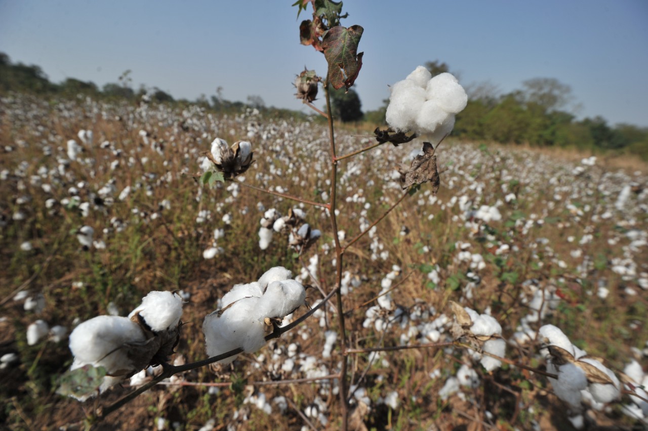 Are Slaves Growing Your Fair Trade Cotton?