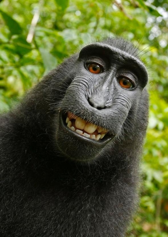 monkey_selfie_fixed