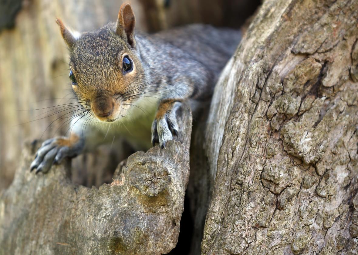 167267329-squirrel-looks-from-a-tree-in-royal-victoria-park-on