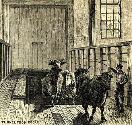 From The Manhattan Abattoir by V.L. Kingsbury, 1877.