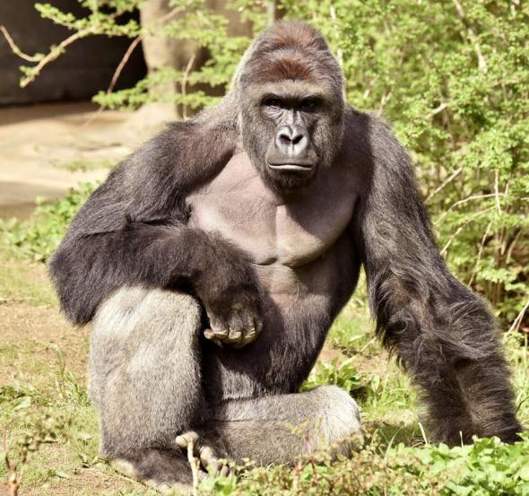 harambecincinnatizoo harambecincinnatizoo