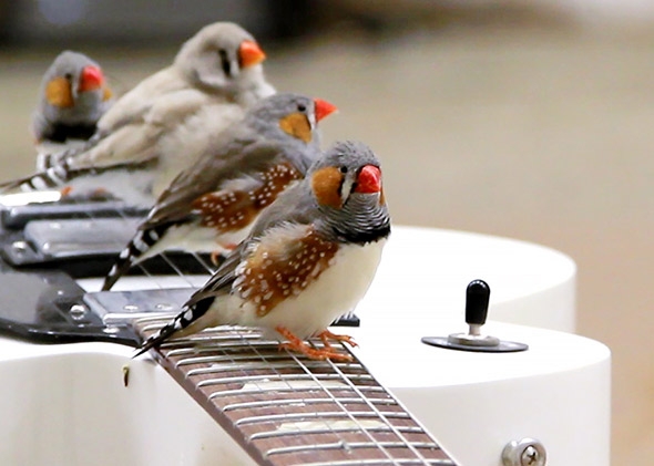 140409_WILD_Finch_guitar