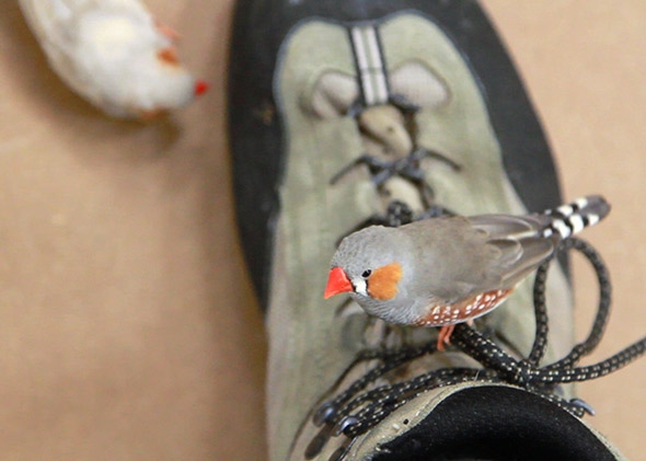 A finch on a shoe. 