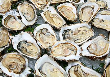 oysters