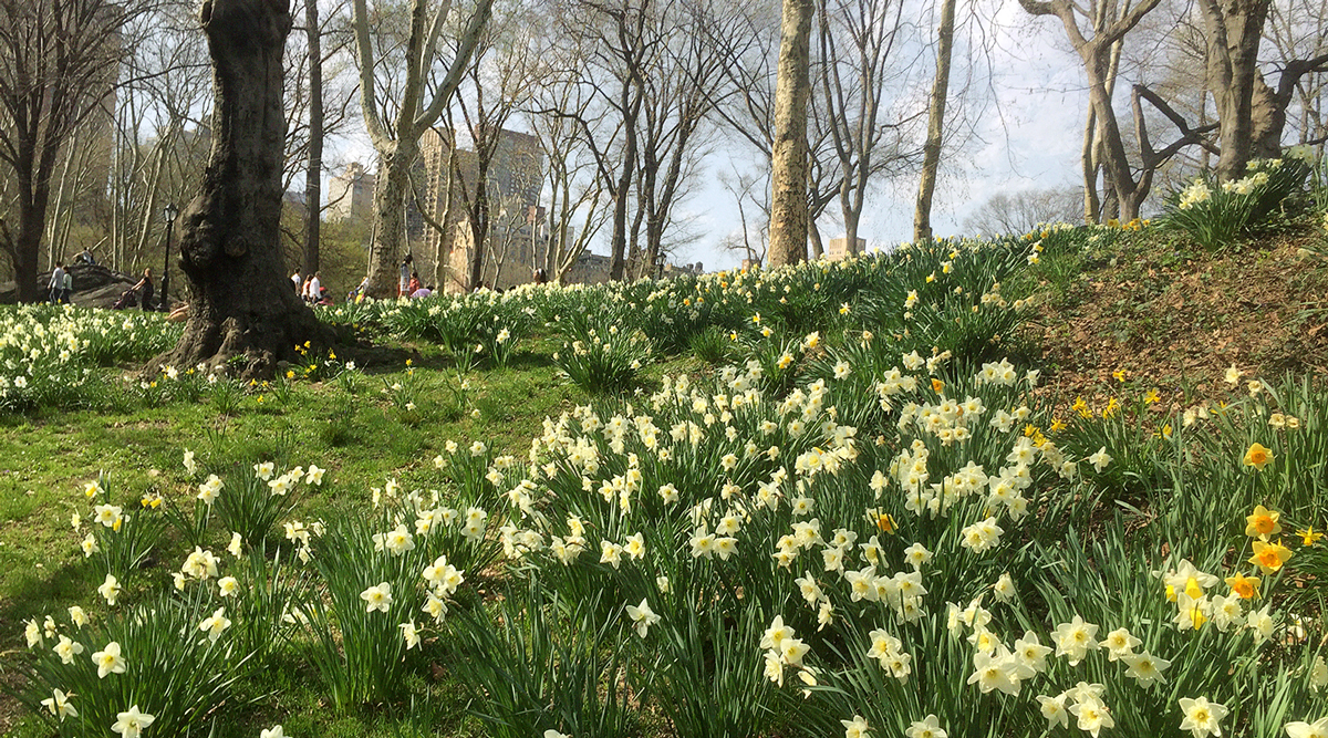 central-park-flowers-iphone-1200x667