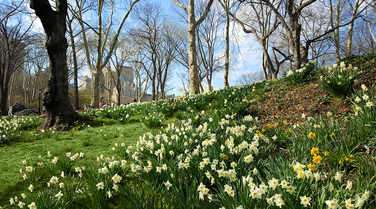 central-park-flowers-s6-1200x667