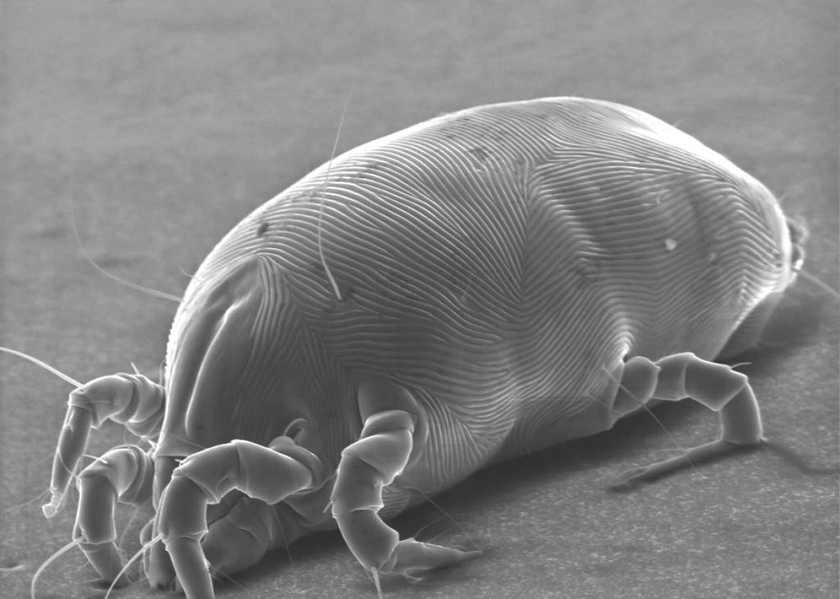 dust mite larva.jpeg.CROP.promo Chicago Website Design SEO Company