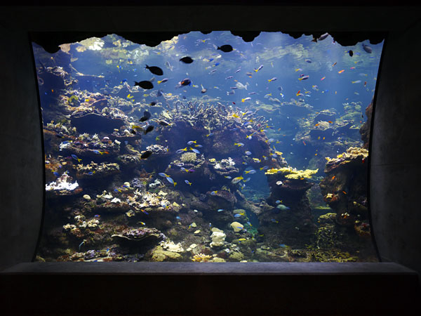 images%2Fslides%2F7_coral_reef