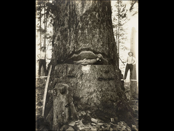 images%2Fslides%2F05_tree