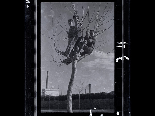 images%2Fslides%2F08_Taro_Tree