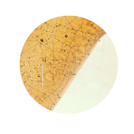 Popular Beverages Under the Microscope