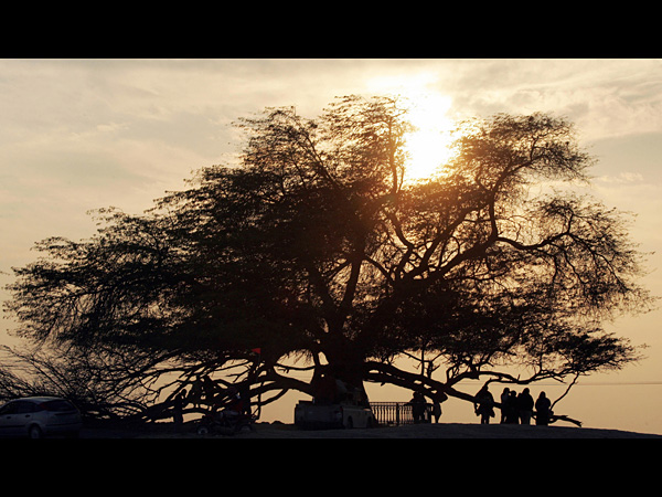 images%2Fslides%2F9_tree-of-life_1