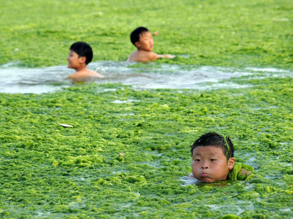 images%2Fslides%2Falgae_01