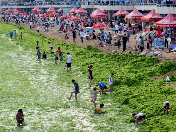 images%2Fslides%2Falgae_02