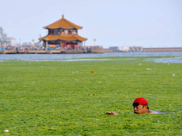 images%2Fslides%2Falgae_04