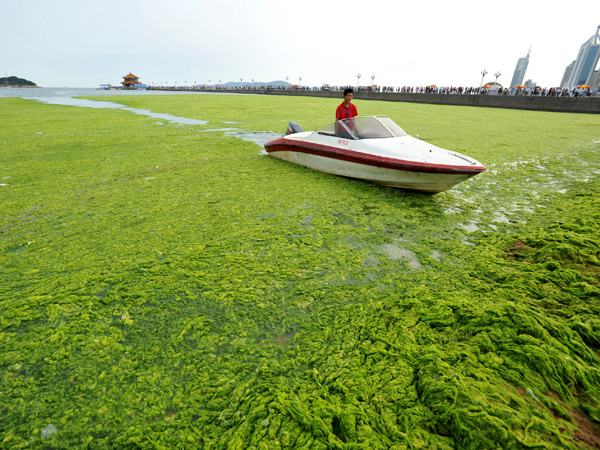 images%2Fslides%2Falgae_06A