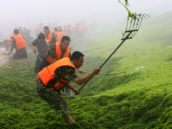 images%2Fslides%2Falgae_08real