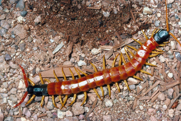 images%2Fslides%2F10-centipede_1
