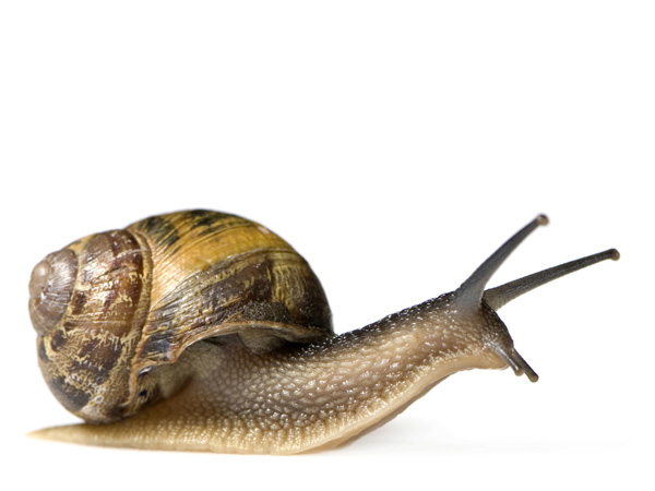 images%2Fslides%2Fsnail