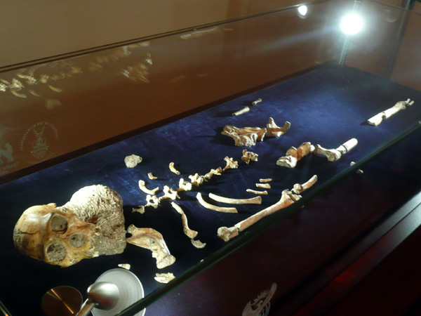 images%2Fslides%2FAustralopithecus_sediba