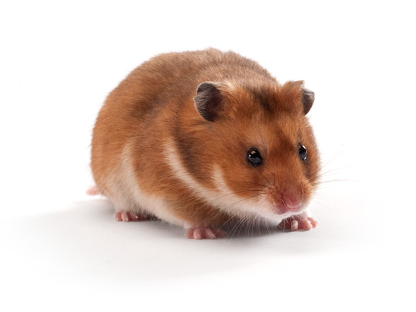 images%2Fslides%2Fmouse8_golden-syrian-hamster