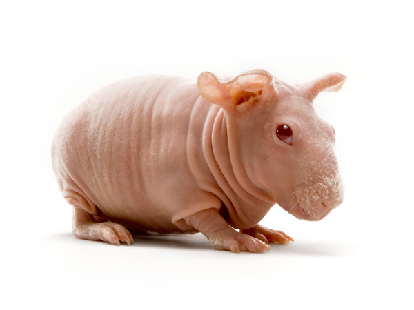 images%2Fslides%2Fmouse9_hairless-guinea-pig