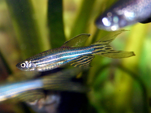 images%2Fslides%2F03_zebrafish