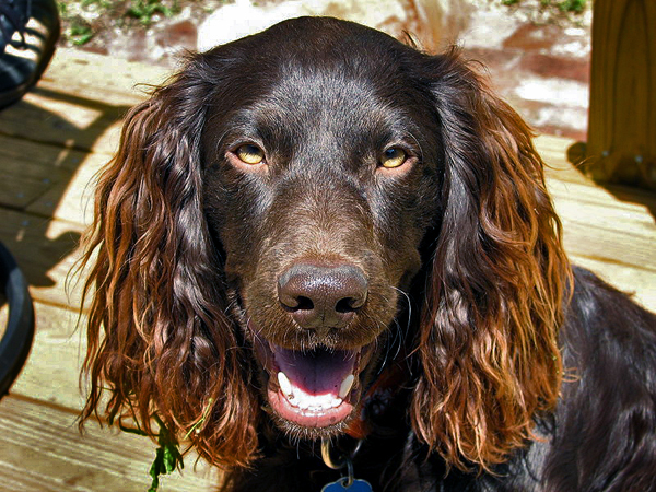 images%2Fslides%2FBoykin_spaniel