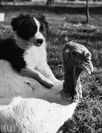 images%2Fslides%2Fturkey_02