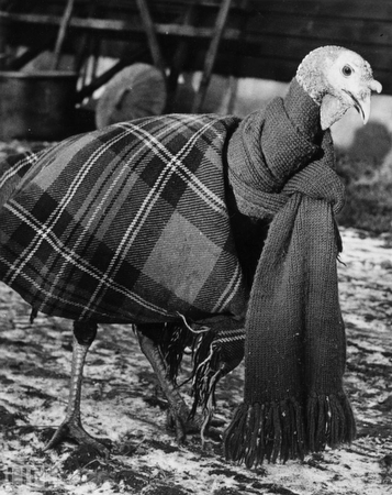 images%2Fslides%2Fturkey_03