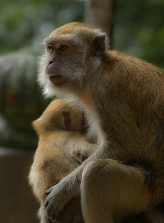 images%2Fslides%2F07_201107-weirdest-animal-smuggling-rhesus-monkey