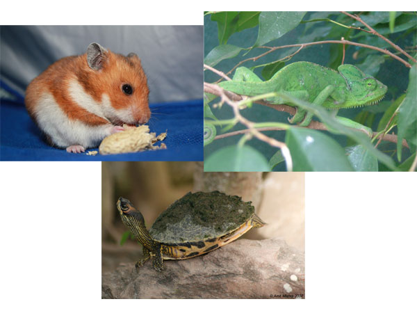 images%2Fslides%2F10_201107-weirdest-animal-smug-HamsterChameleon
